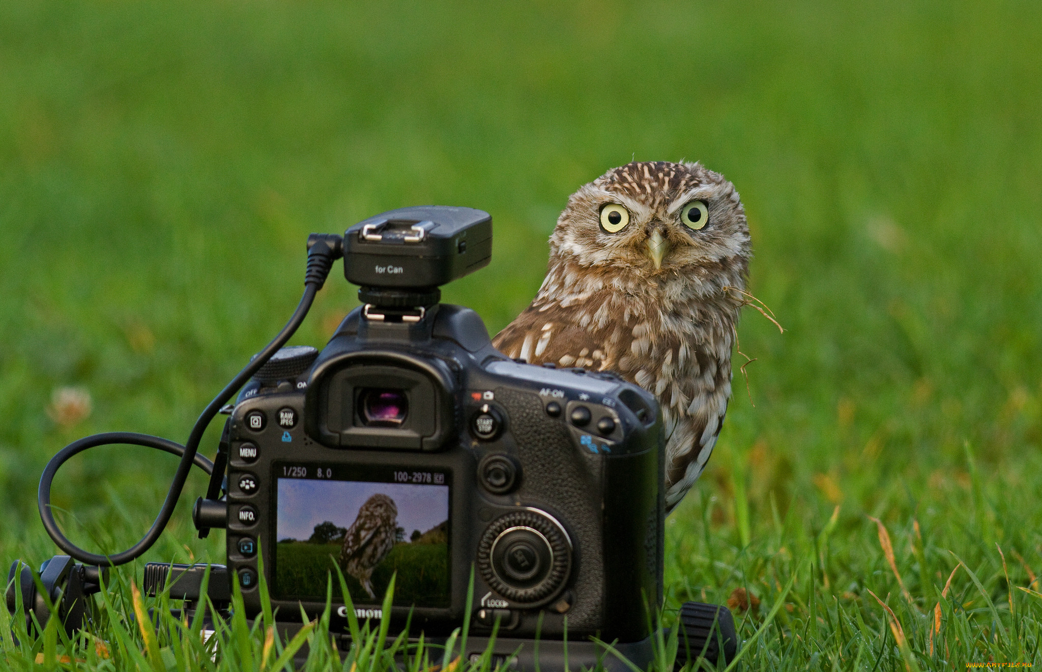 , canon, , , , 